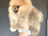 TEDDY BEAR FACE GERÇEK POMERANİAN BOO