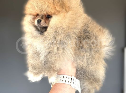 Teddy Bear Face Gerçek Pomerani̇an Boo