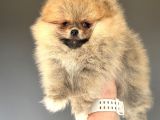 Teddy Bear Face Gerçek Pomerani̇an Boo