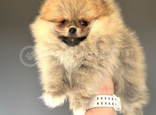 Teddy Bear Face Gerçek Pomerani̇an Boo görsel
