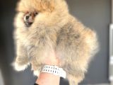 Teddy Bear Face Gerçek Pomerani̇an Boo