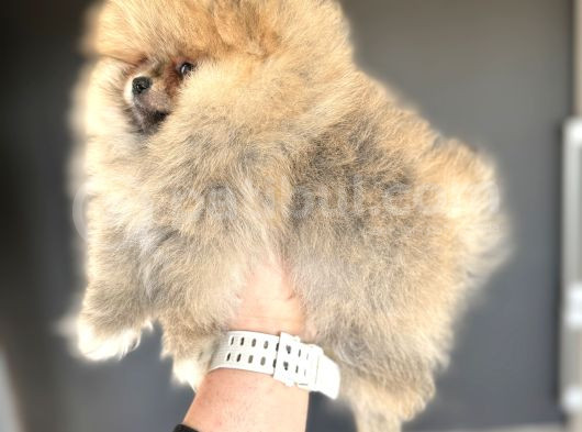 Teddy Bear Face Gerçek Pomerani̇an Boo görsel