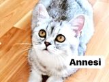 Özel Gümüş Gölgeli Black Erkek British Shorthair Yavrusu