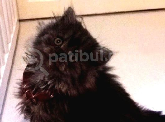 Özel Gümüş Gölgeli Black Erkek British Shorthair Yavrusu