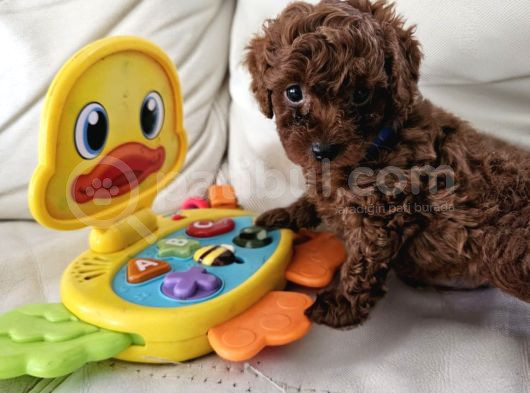 Kore Toy Poodle Yavrular