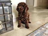 Kore Toy Poodle Yavrular