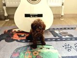 Kore Toy Poodle Yavrular