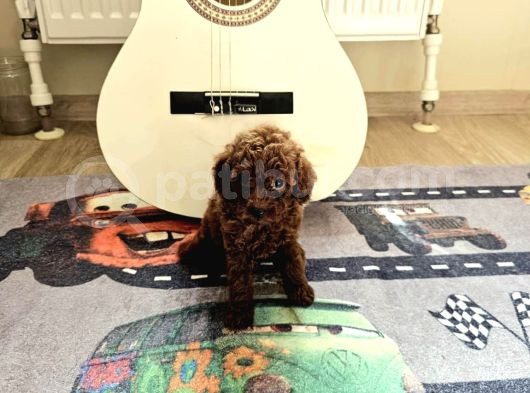 Kore Toy Poodle Yavrular görsel