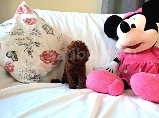 Kore Toy Poodle Yavrular görsel