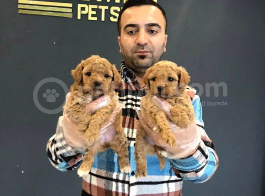 Renk Renk Orji̇nal Malti̇po Yavrular Ankara Mağazamizda Görün görsel