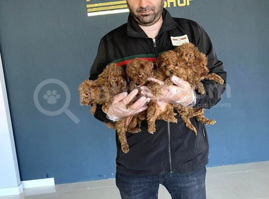 Renk Renk Orji̇nal Malti̇po Yavrular Ankara Mağazamizda Görün görsel