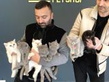 Renk Renk British Shorthair Yavrulr Ankara Mağazamizda Görün