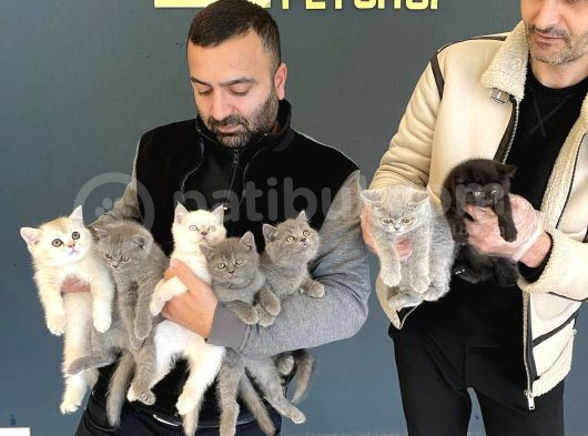 Renk Renk British Shorthair Yavrulr Ankara Mağazamizda Görün görsel