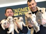 Renk Renk British Shorthair Yavrulr Ankara Mağazamizda Görün