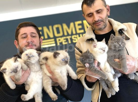 Renk Renk British Shorthair Yavrulr Ankara Mağazamizda Görün görsel