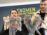 Renk Renk British Shorthair Yavrulr Ankara Mağazamizda Görün