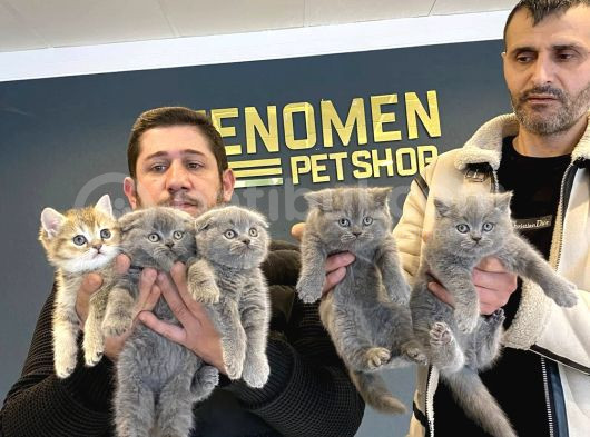 Renk Renk British Shorthair Yavrulr Ankara Mağazamizda Görün görsel