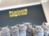 Renk Renk British Shorthair Yavrulr Ankara Mağazamizda Görün