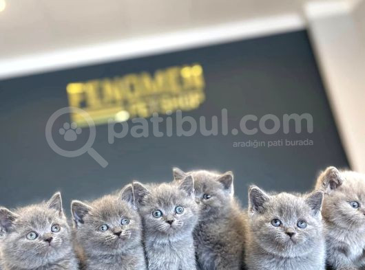 Renk Renk British Shorthair Yavrulr Ankara Mağazamizda Görün görsel