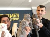 RENK RENK BRITISH SHORTHAIR YAVRULR ANKARA MAĞAZAMIZDA GÖRÜN