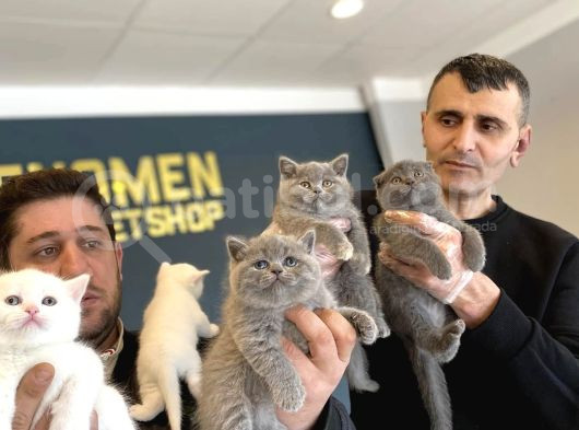Renk Renk British Shorthair Yavrulr Ankara Mağazamizda Görün
