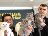 Renk Renk British Shorthair Yavrulr Ankara Mağazamizda Görün