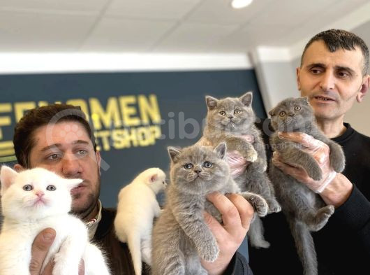 Renk Renk British Shorthair Yavrulr Ankara Mağazamizda Görün görsel