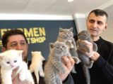 Renk Renk British Shorthair Yavrulr Ankara Mağazamizda Görün