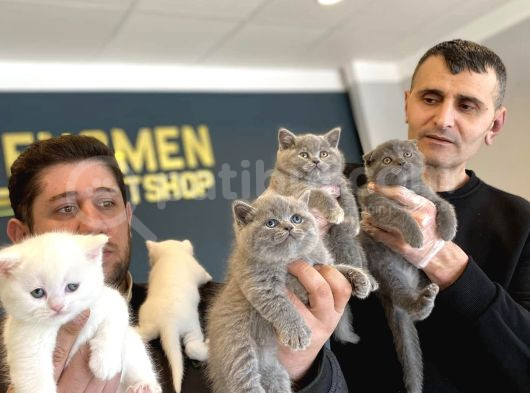 Renk Renk British Shorthair Yavrulr Ankara Mağazamizda Görün görsel