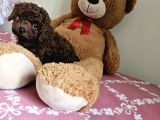 Kore Toy Poodle Yavrular