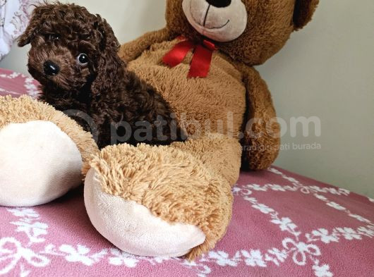 Kore Toy Poodle Yavrular görsel