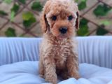 Tatlılık abidesi toy poodle bebeklerim