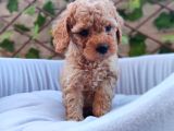 Tatlılık Abidesi Toy Poodle Bebeklerim