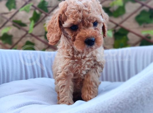 Tatlılık Abidesi Toy Poodle Bebeklerim görsel