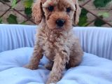 Tatlılık Abidesi Toy Poodle Bebeklerim