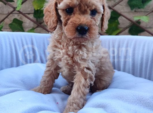 Tatlılık Abidesi Toy Poodle Bebeklerim görsel