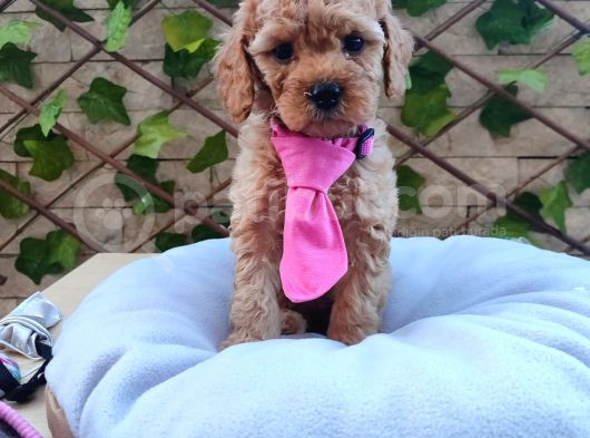 Tatlılık Abidesi Toy Poodle Bebeklerim görsel