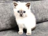 Teslime Hazır Mükemmel Bir Ponçik Kaçırmayın Derim