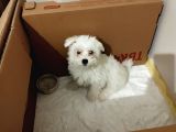 3 Aylık Maltes Terrier