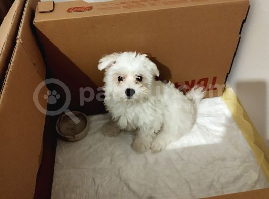 3 Aylık Maltes Terrier görsel