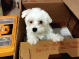 3 aylık Maltes Terrier