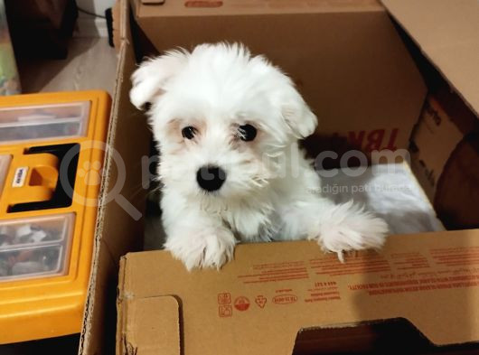 3 Aylık Maltes Terrier