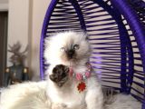 Scottish Fold Longhair Chocolate Point Yavrular