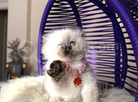 Scottish Fold Longhair Chocolate Point Yavrular görsel
