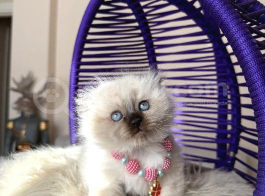 Scottish Fold Longhair Chocolate Point Yavrular görsel
