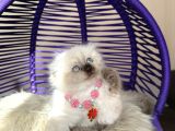 Scottish Fold Longhair Chocolate Point Yavrular