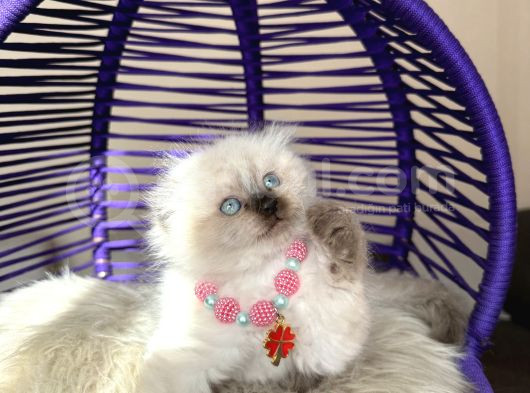 Scottish Fold Longhair Chocolate Point Yavrular görsel