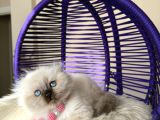 Scottish Fold Longhair Chocolate Point Yavrular