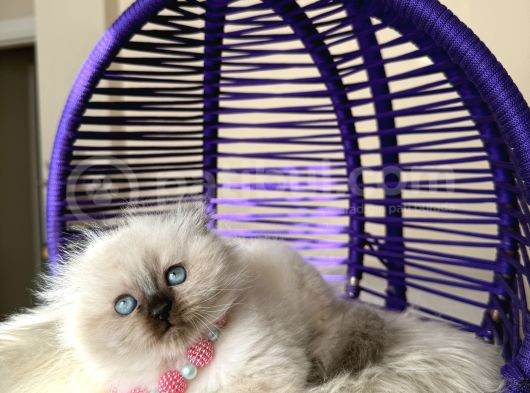 Scottish Fold Longhair Chocolate Point Yavrular görsel
