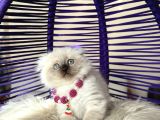 Scottish Fold Longhair Chocolate Point Yavrular